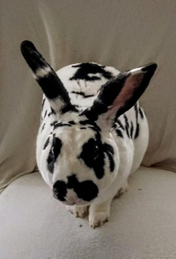 Doi Iepuri Daire Azuga Dış mekan fotoğraf